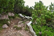07 Rientrando dal tormentato bellissimo Sentiero dei Roccoli immerso tra i pini mugo
